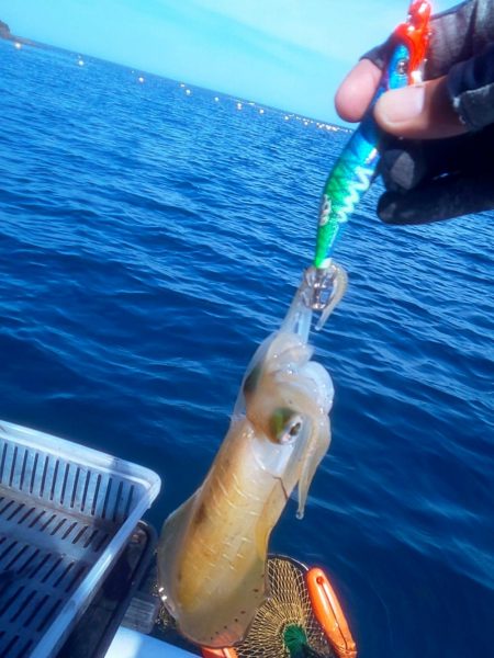 秋イカは簡単なの？