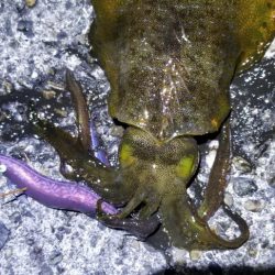 久しぶりにエギング