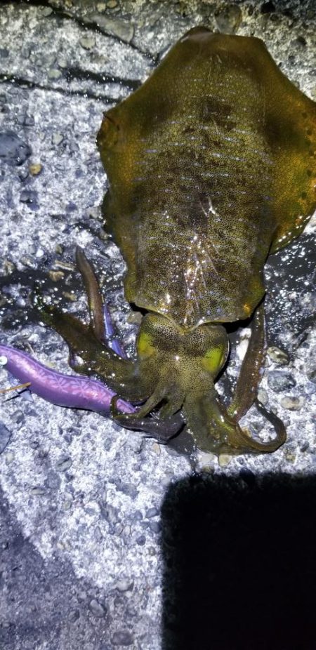 久しぶりにエギング