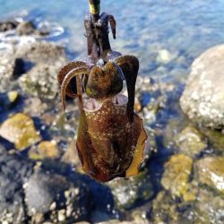 リベンジならず秋サイズ(..)