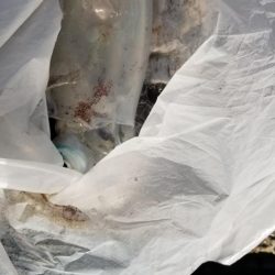 エギング 南は少し大きいのかな?