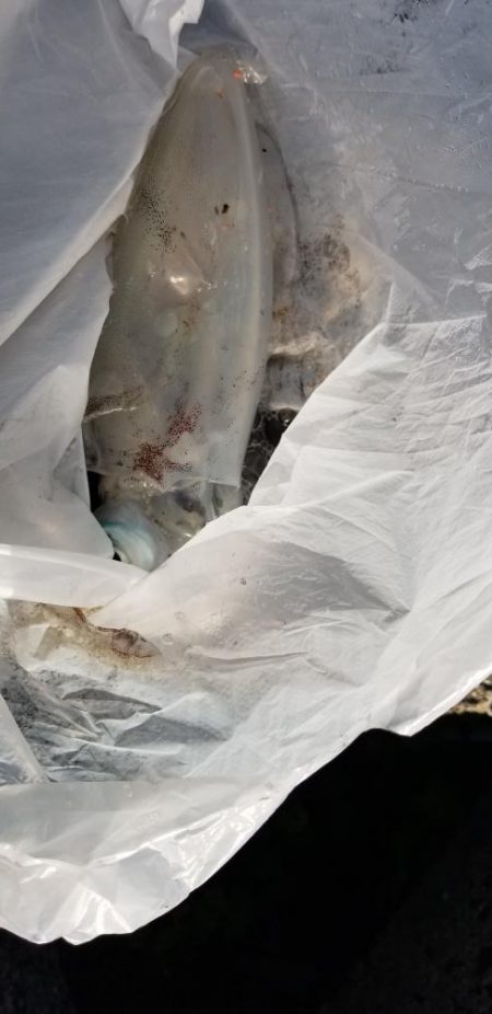 エギング 南は少し大きいのかな?