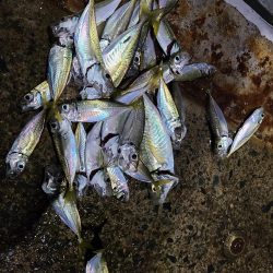 今日は不発rルアー