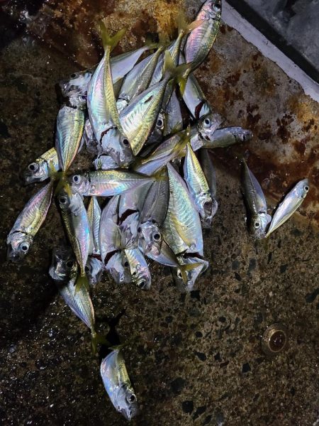 今日は不発rルアー