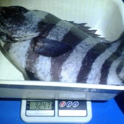 石鯛(中型)(小型)