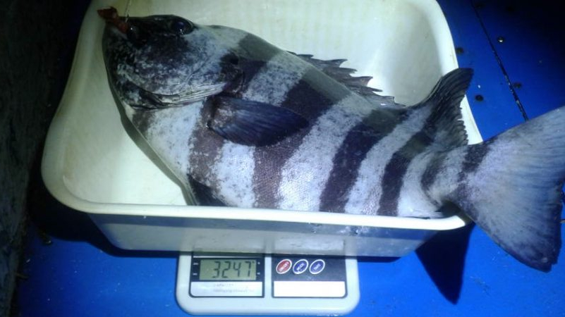 石鯛(中型)(小型)