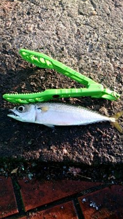 たまには親孝行