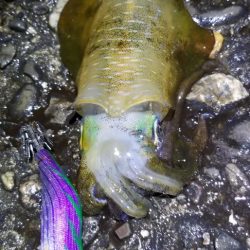 タチウオ釣りたかった