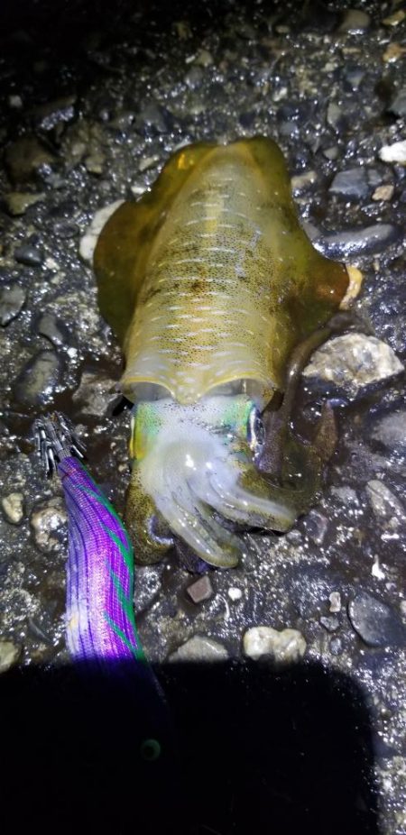 タチウオ釣りたかった