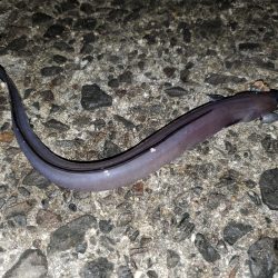 いざ、小浦一文字