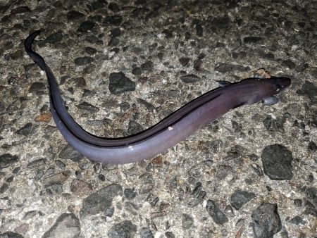 いざ、小浦一文字