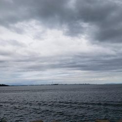 サヨリはいるんですが