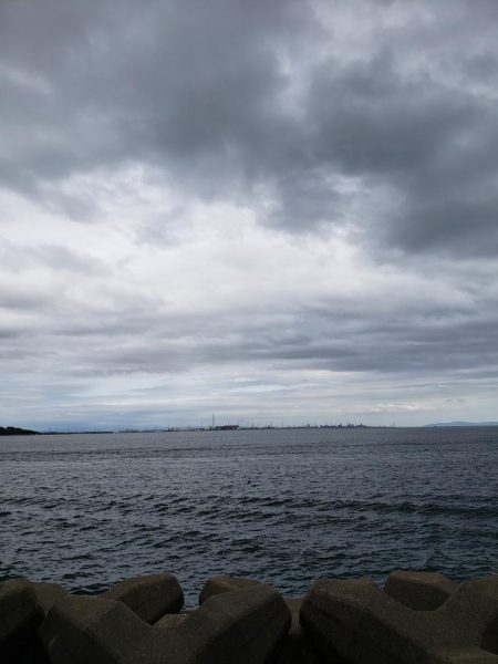 サヨリはいるんですが