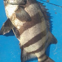 石鯛(中型)(小型)