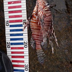 沖ノ島遠征part2