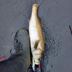 雨の直後でいい濁りでした