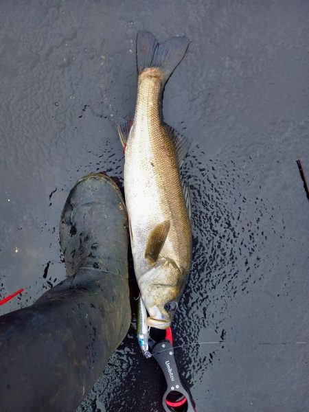 雨の直後でいい濁りでした