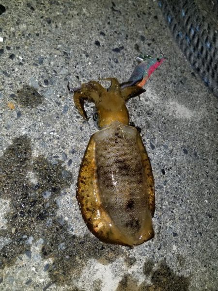 久しぶりのナイトエギング(^^)v