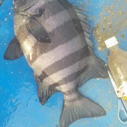 石鯛(中型)(小型)外道メジロ