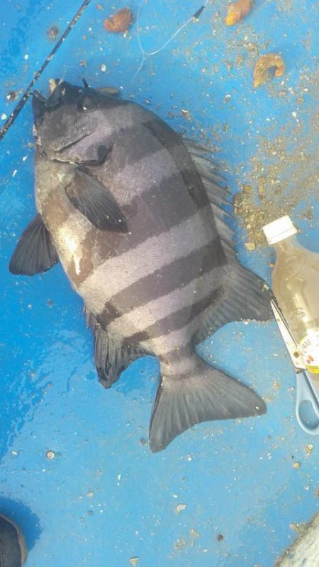 石鯛(中型)(小型)外道メジロ