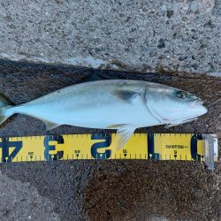 プチsalt water game