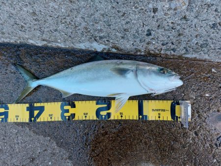 プチsalt water game