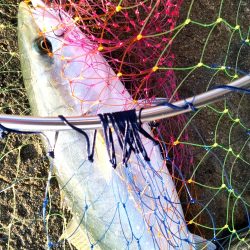 タチウオとツバス