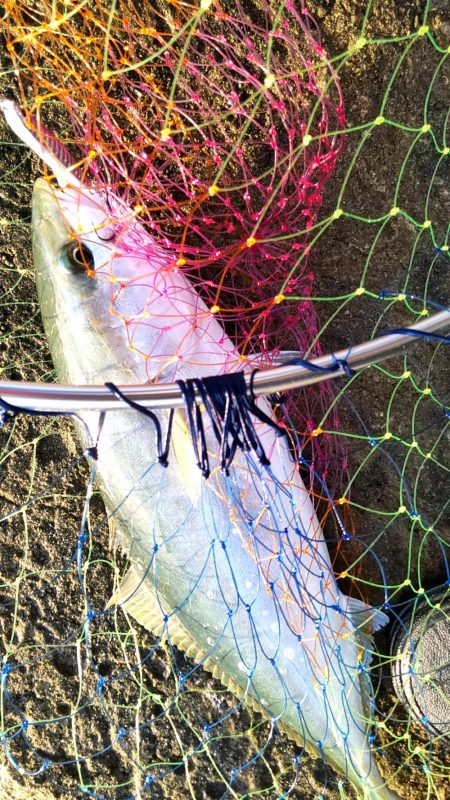 タチウオとツバス