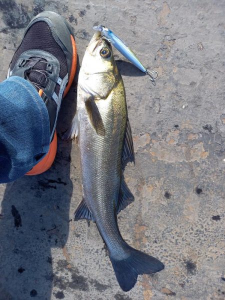 岸際をネチネチと攻めてきました