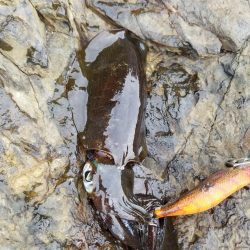 まだ秋の数釣り(^^)