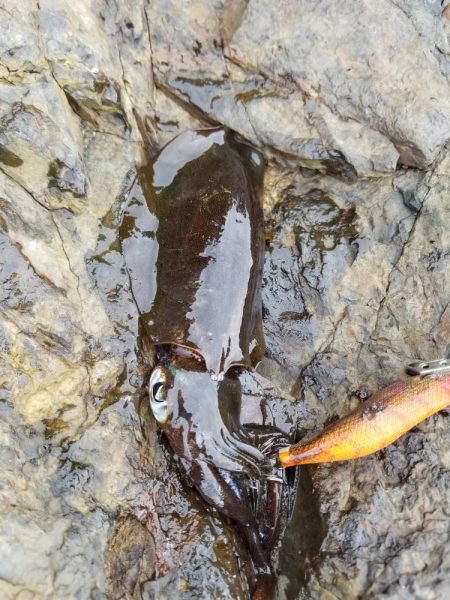 まだ秋の数釣り(^^)