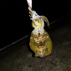 ナイトエギング(^^)v