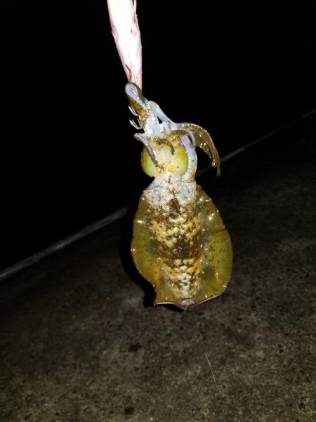 ナイトエギング(^^)v