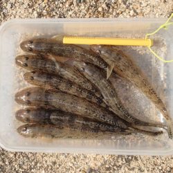 淀川 ハゼ 穴釣り