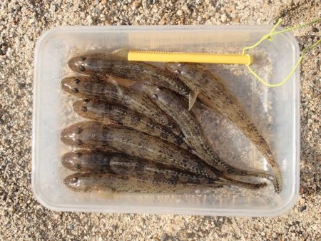 淀川 ハゼ 穴釣り