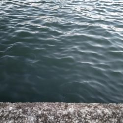 久々のサビキ釣り