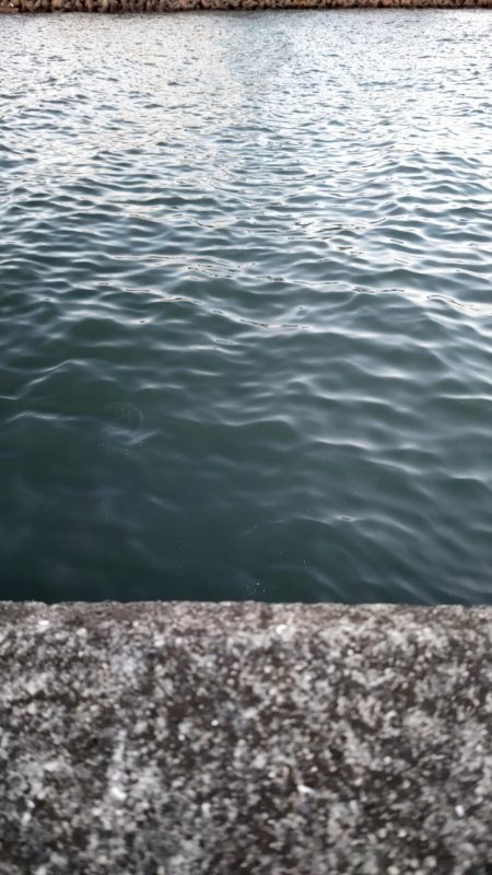 久々のサビキ釣り