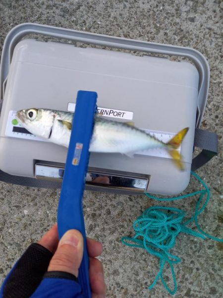 期待してなかったのに