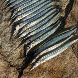 淀川でサヨリ釣り