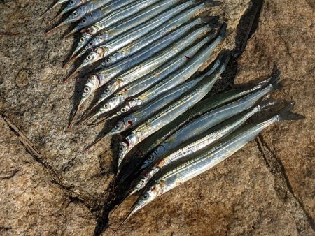 淀川でサヨリ釣り