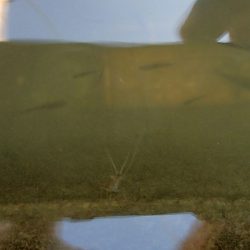 15分 お手軽フィッシング