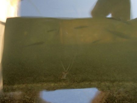 15分 お手軽フィッシング