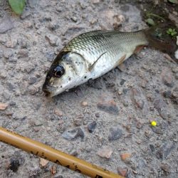 サプライズゲスト登場