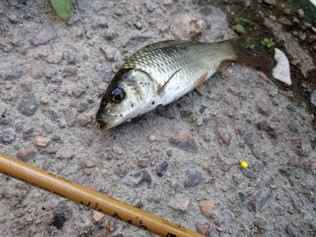 サプライズゲスト登場