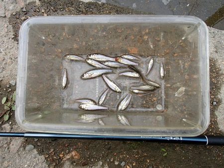 サプライズゲスト 再来