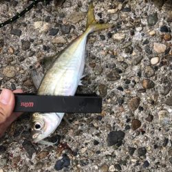 久々のアジング