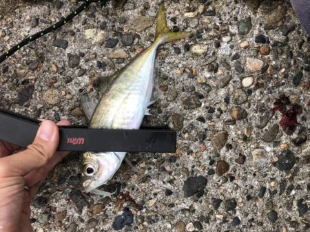 久々のアジング