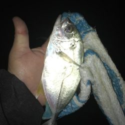 ガッシーがいない！