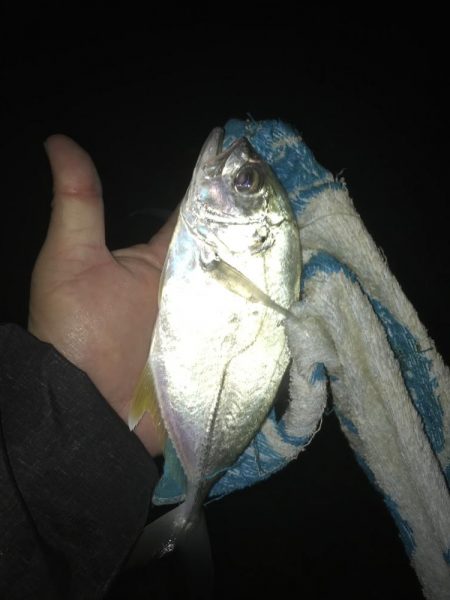 ガッシーがいない！