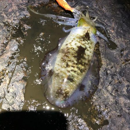 2021 佐渡ヶ島エギング 21回目